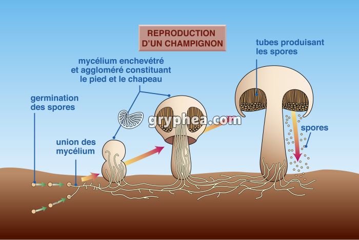 Champignons - Le développement d'un Bolet - gryphea.org